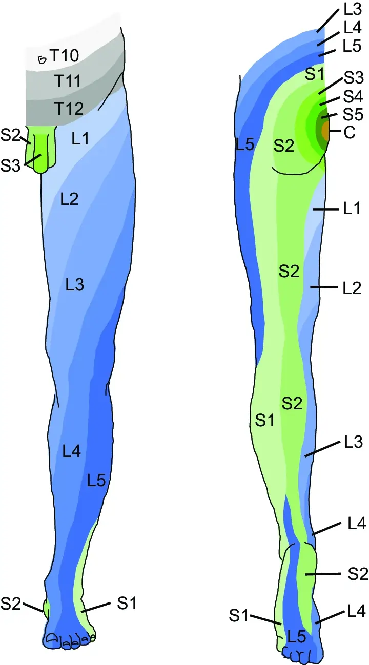 Lower Limb Dermatomes Guide To Nerve Supply Sensory Lower Limb Dermatomes Guide To Nerve Supply Sensory