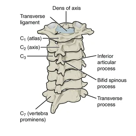 cervical spine