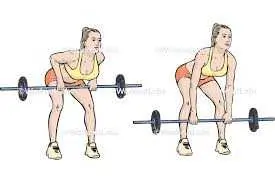 Bend over rows Bend over rows