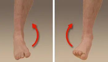 Inversion and Eversion